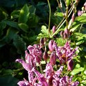 Tricyrtis formosana fleur